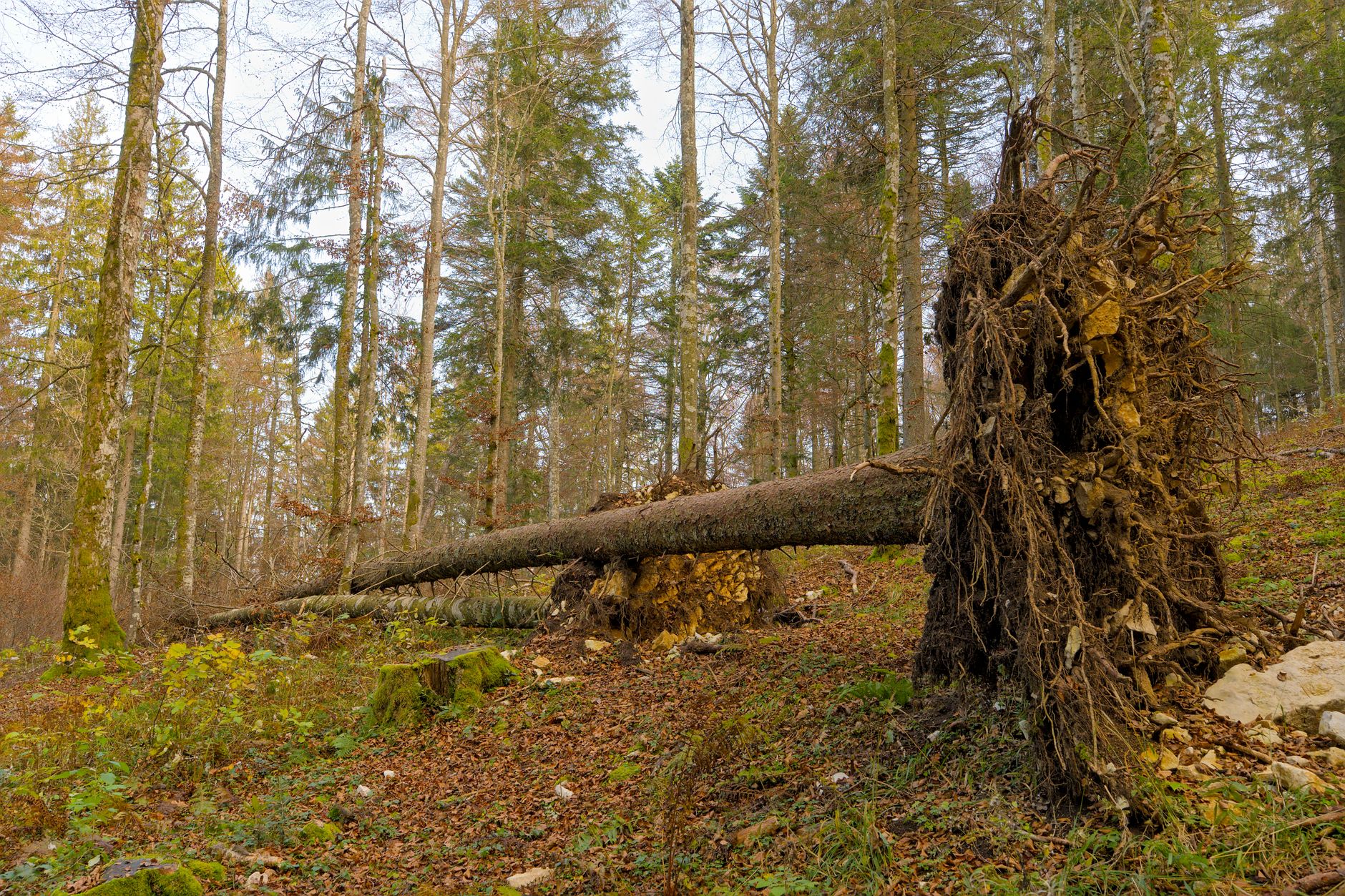 Enlèvement arbre urgence équipe à La Garde